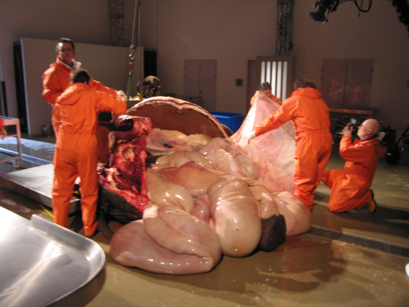 Illustration for article titled This is what the inside of an elephant looks like